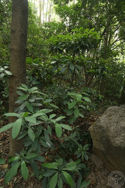 文件:山大颜07.jpg