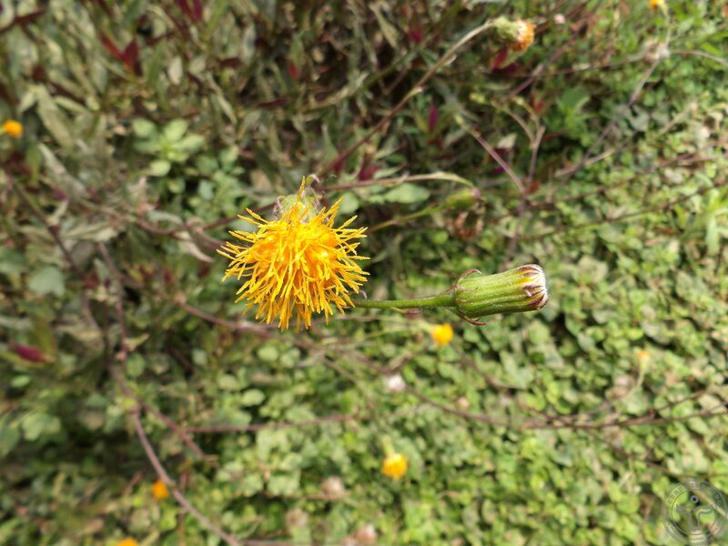 文件:红凤菜07.jpg