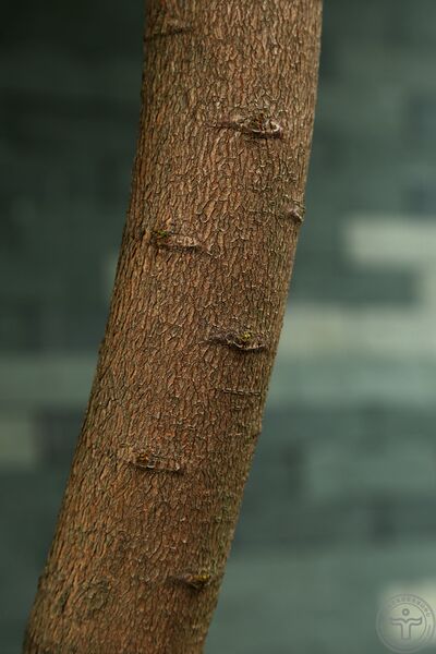 文件:海红豆07.jpg