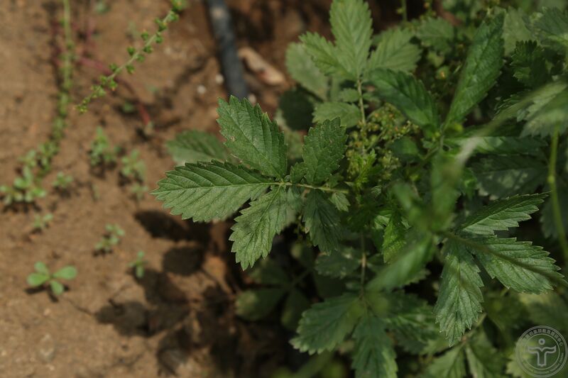 文件:龙牙草13.jpg