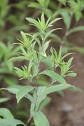 苍术07.jpg