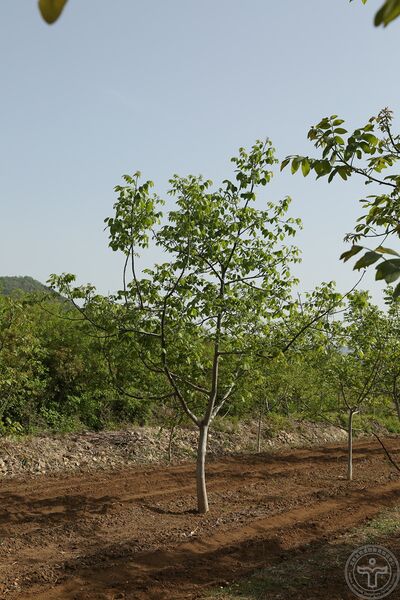 文件:胡桃16.jpg