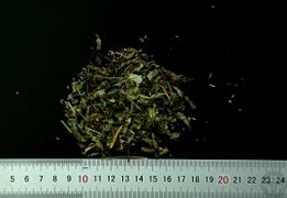 YP-车前草-0.JPG
