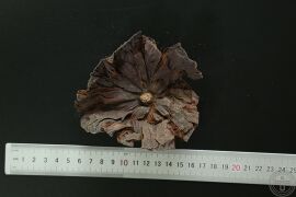 YP-莲房-0.JPG