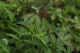 龙牙草14.jpg