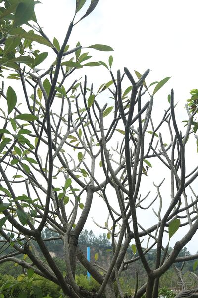 文件:鸡蛋花07.jpg