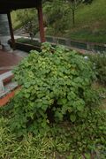 红背山麻杆06.jpg