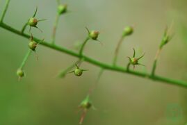 延叶珍珠菜03.jpg