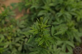 龙牙草03.jpg