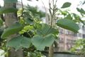 2019年8月9日 (五) 09:37的版本的缩略图
