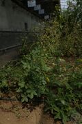 龙牙草12.jpg