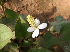 蕺菜11.jpg