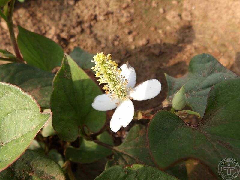 文件:蕺菜11.jpg