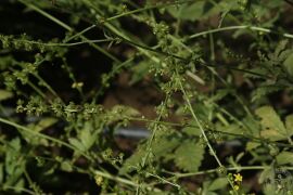龙牙草07.jpg