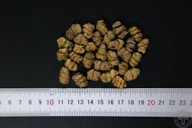 YP-铁皮石斛-0.JPG