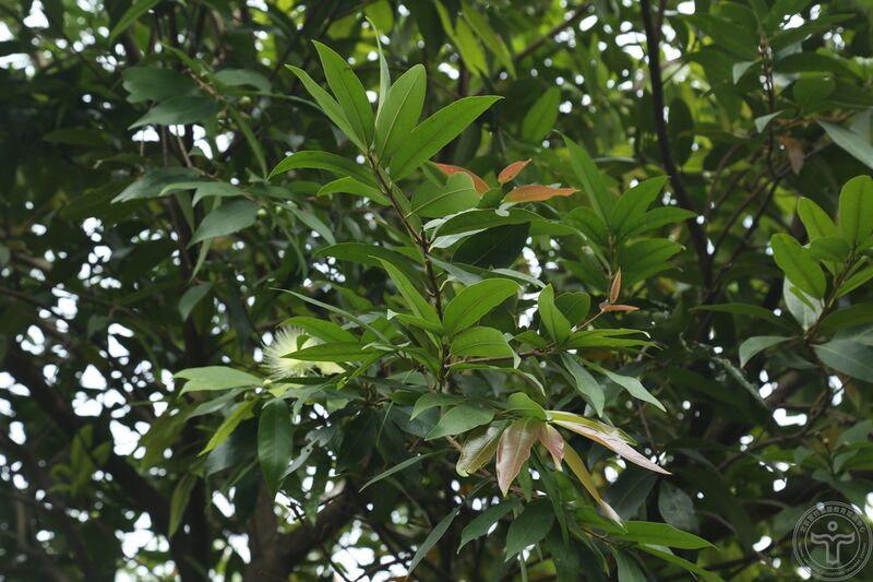 文件:蒲桃05.jpg
