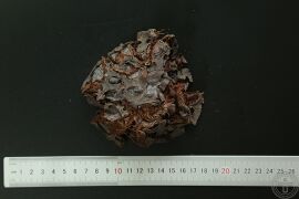 YP-莲房-1.JPG