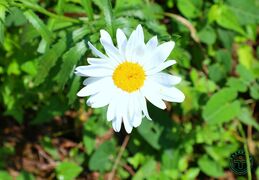 大滨菊01.jpg