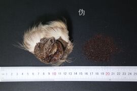 YP-麝香-0.JPG