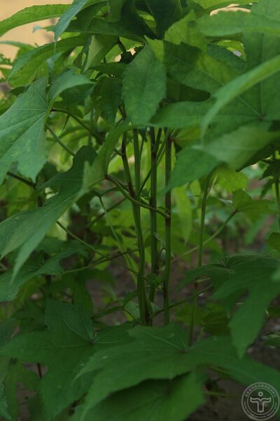 文件:黄蜀葵07.jpg