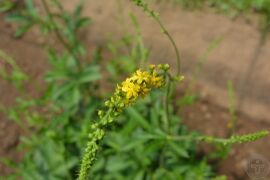 龙牙草16.jpg
