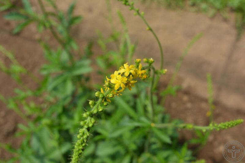 文件:龙牙草16.jpg