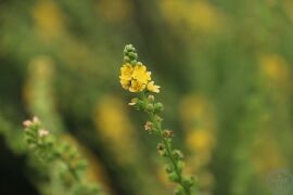 龙牙草23.jpg