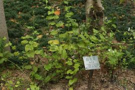 白花丹01.jpg