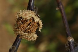 白花曼陀罗04.jpg