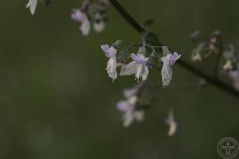 蓝萼香茶菜06.jpg