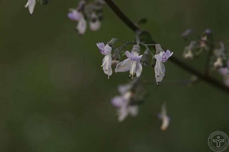 文件:蓝萼香茶菜06.jpg