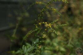龙牙草11.jpg