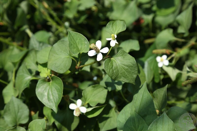 文件:蕺菜17.jpg