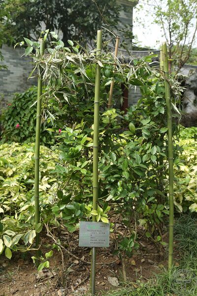 文件:两面针01.jpg