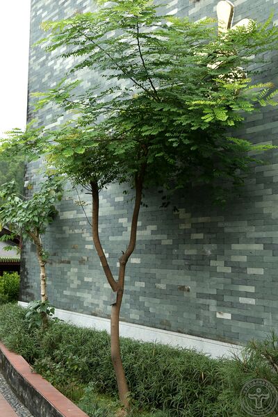 文件:海红豆04.jpg