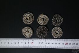 YP-金钱白花蛇-0.JPG