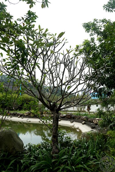 文件:鸡蛋花06.jpg