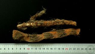 YP-水菖蒲-2.JPG