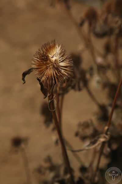 文件:松果菊09.jpg