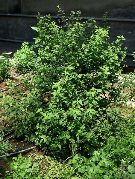文件:蓝萼香茶菜07.jpg
