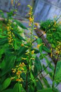 舞花姜02.jpg