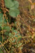 龙牙草08.jpg