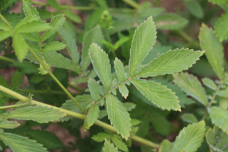 文件:龙牙草20.jpg