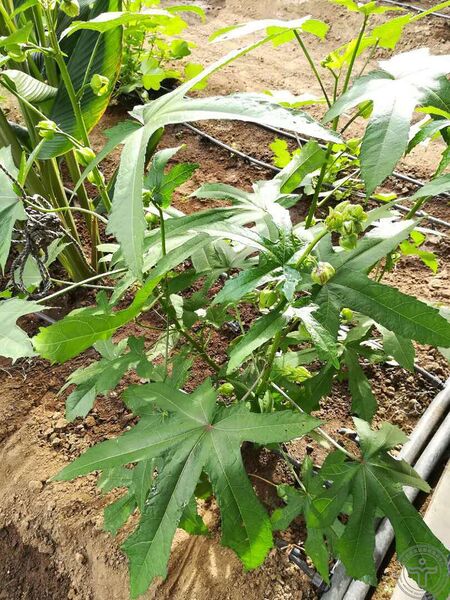 文件:黄蜀葵11.jpg