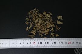 YP-甜地丁-0.JPG