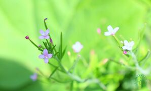 长籽柳叶菜02.jpg