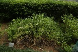 玉龙鞭01.jpg