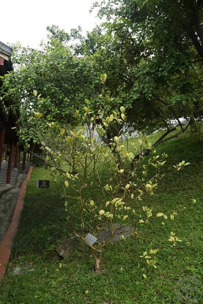 文件:佛手06.jpg