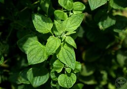 蓝萼香茶菜09.jpg