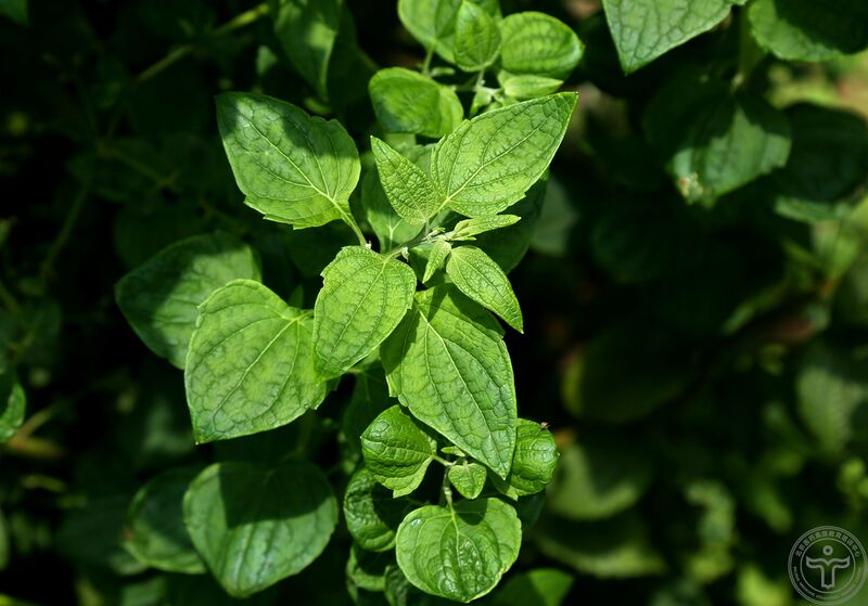 文件:蓝萼香茶菜09.jpg